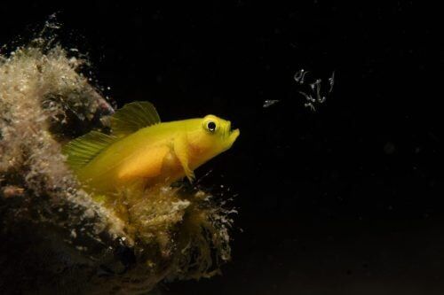 Small underwater wonders win big in ocean photography awards
